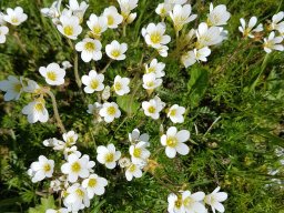 saxifraga granulata-a - 21/05/2020 -Vallon Combeau, Vercors (Drôme)